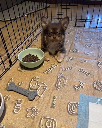 Cuccioli Chihuahua