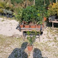 PITOSFORO ALTO 30 CM E PIÙ 