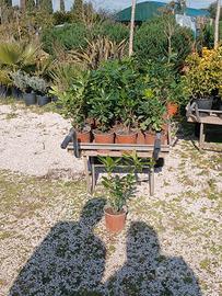 PITOSFORO ALTO 30 CM E PIÙ 