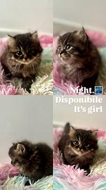 Cucciolo di Persiano Doll Face