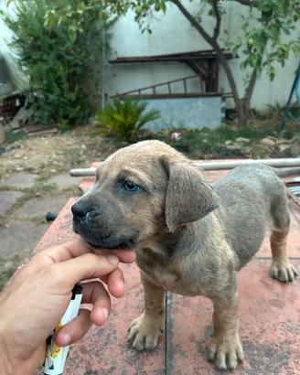 Cuccioli Cane Corso