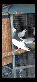 COLOMBE OCHETTE 