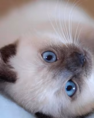 Cuccioli Siamese Thai Seal point