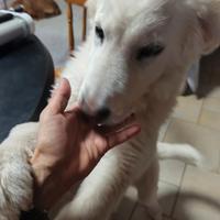 Cuccioli simil pastore maremmano