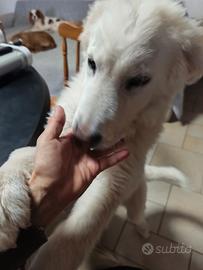 Cuccioli simil pastore maremmano