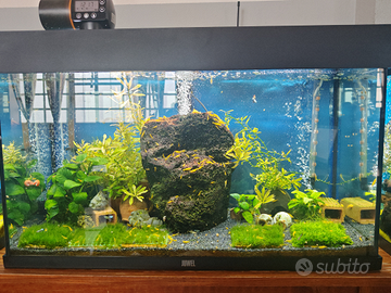 Caridine gialle davidi yellow neon fire