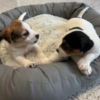 Jack Russell a pelo ruvido