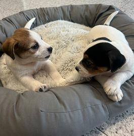 Jack Russell a pelo ruvido