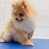 Spitz pomerania