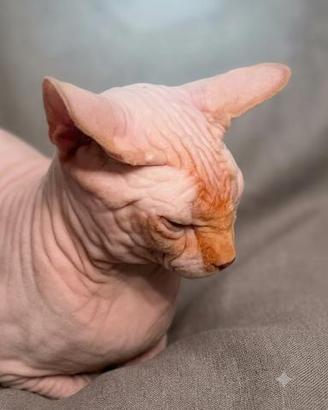 Stallone Sphynx