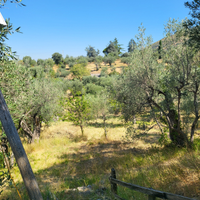 Vendita uliveto