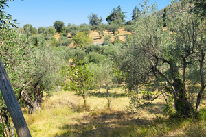 Vendita uliveto