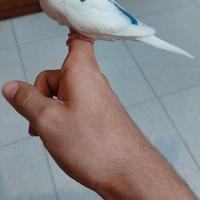 Cocorita allevata a mano