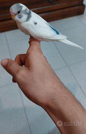 Cocorita allevata a mano