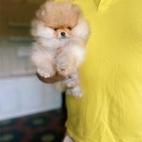 Mini Pomerania altà qualità con Pedigree ENCI