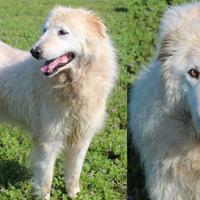 ADOZIONE CANI ANZIANI Miriam