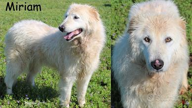 ADOZIONE CANI ANZIANI Miriam