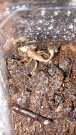Scorpioni baby heterometrus spinifer