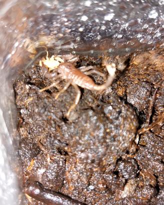 Scorpioni baby heterometrus spinifer