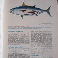 Atlante dei pesci delle coste italiane - VOL VI