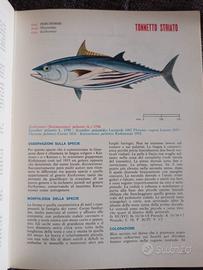 Atlante dei pesci delle coste italiane - VOL VI