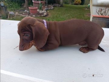 Bassotto tedesco originale