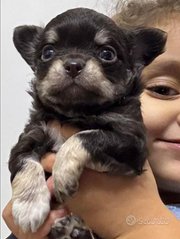 Cucciolo maschio chihuahua