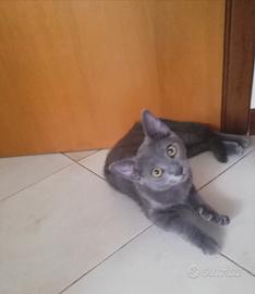 Cucciolo (simil) certosino