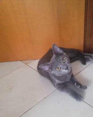 Cucciolo (simil) certosino