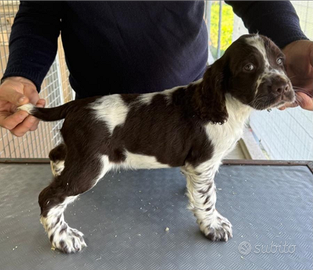 Springer Spaniel Inglese