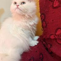 Meravigliosa gattina persiana