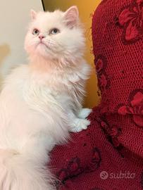 Meravigliosa gattina persiana