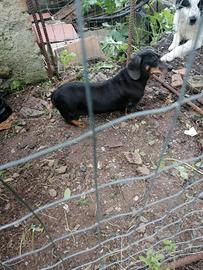 Bassotto Tedesco nero