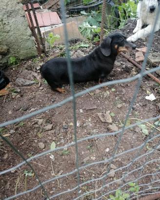 Bassotto Tedesco nero