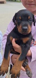 Cuccioli di Doberman