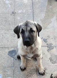Cuccioli di Kangal turco