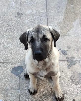 Cuccioli di Kangal turco