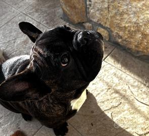 Bulldog francese maschio