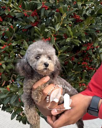 Barboncino Nano Disponibile - Allevamento Professi