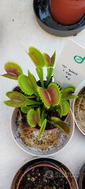 Pianta carnivora dionea "up giant×OP"