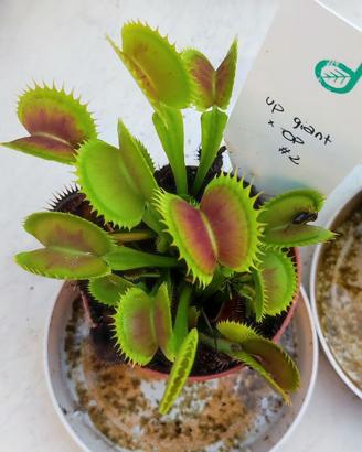 Pianta carnivora dionea "up giant×OP"