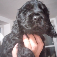 Cockerini spaniel inglese