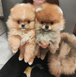 Spitz di Pomerania nano