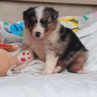 Pastore australiano con pedigree ENCI