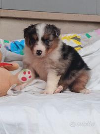 Pastore australiano con pedigree ENCI