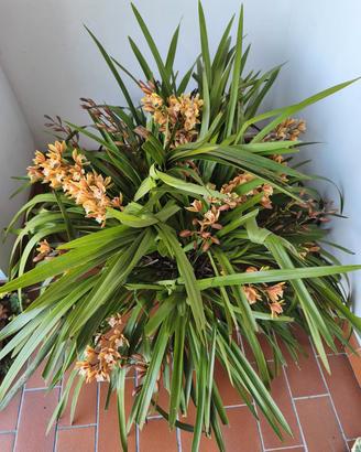 orchidea