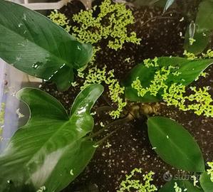 Varietà piante Anubias