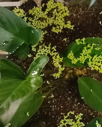 Varietà piante Anubias