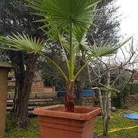Palma washingtonia