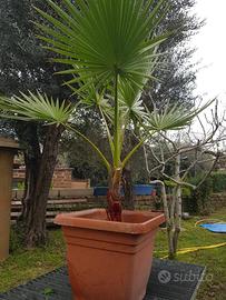 Palma washingtonia